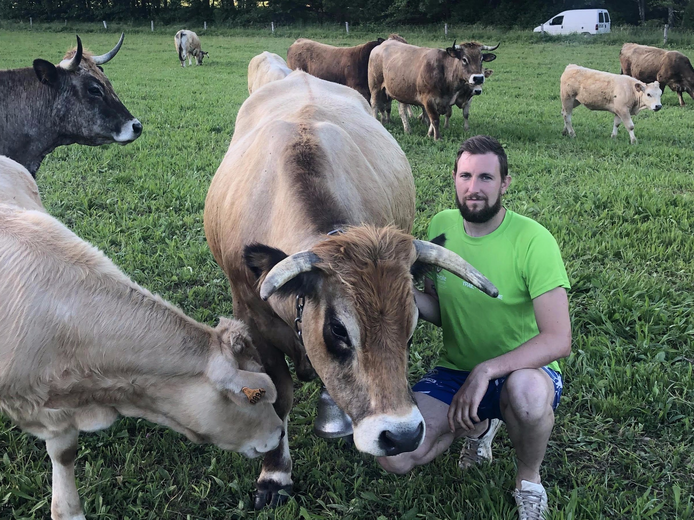 Guillaume Aurel et ses vaches